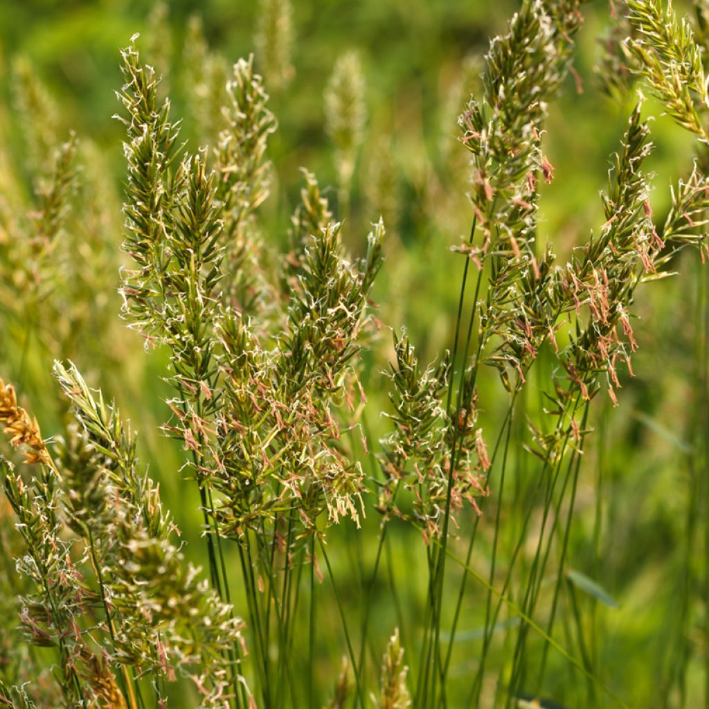 Anthoxanthum odoratum - Flouve odorante