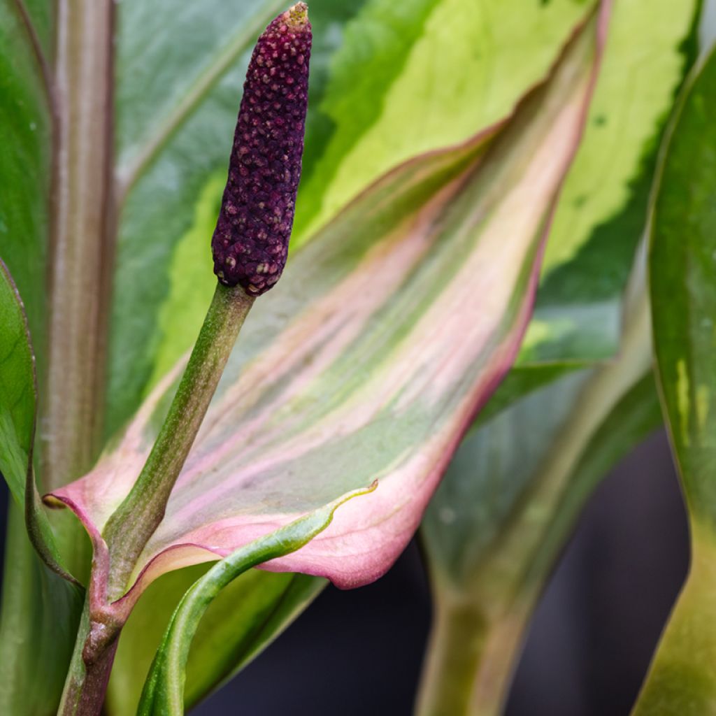 Anthurium Renaissance Variegata
