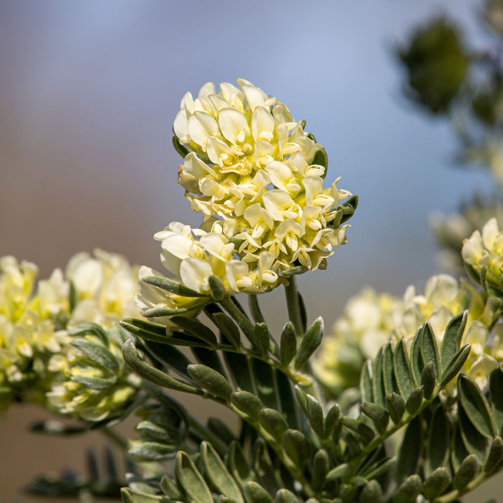 Anthyllis barba-jovis - Anthyllide Barbe de Jupiter