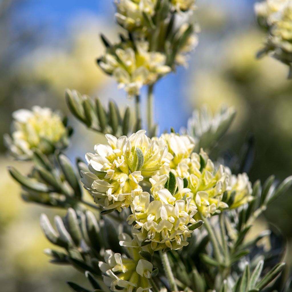 Anthyllis barba-jovis - Anthyllide Barbe de Jupiter