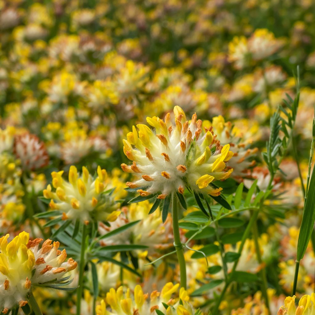 Anthyllis vulneraria - Anthyllide vulnéraire