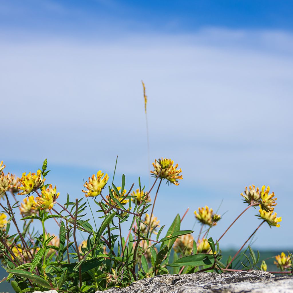 Anthyllis vulneraria - Anthyllide vulnéraire