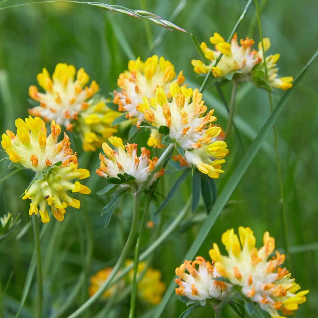 Anthyllis vulneraria - Anthyllide vulnéraire