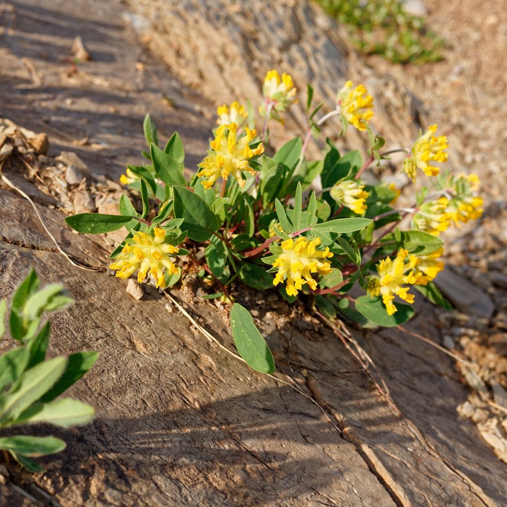 Anthyllis vulneraria - Anthyllide vulnéraire