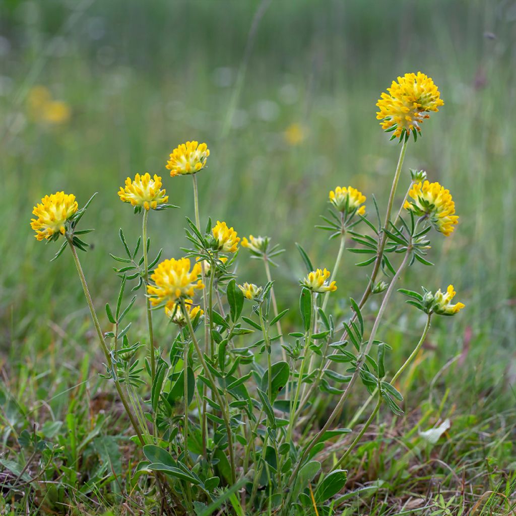 Anthyllis vulneraria - Anthyllide vulnéraire