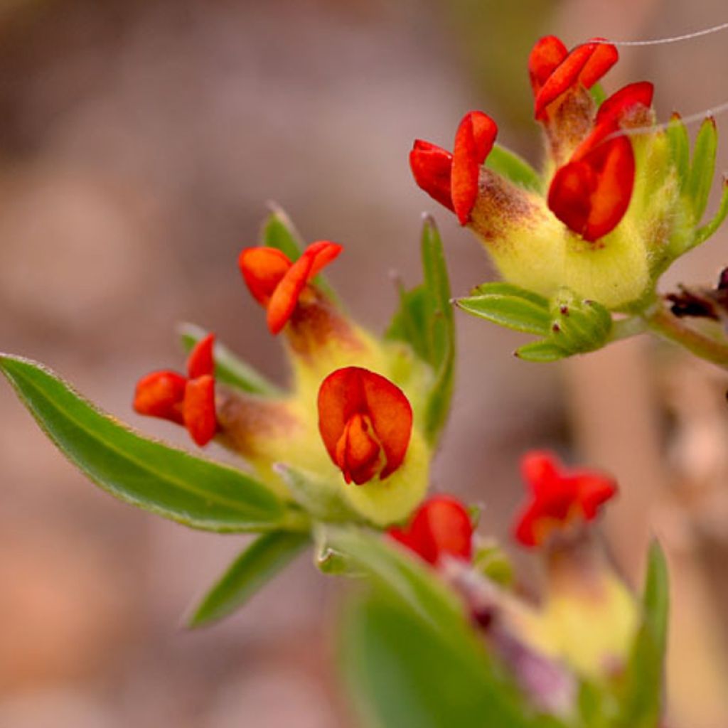 Anthyllis vulneraria var. coccinea, Vulnéraire