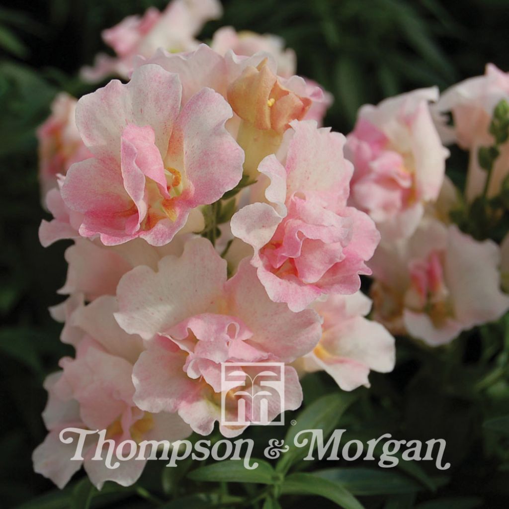 Graines de Muflier nainTwinny Appleblossom F1 Hybrid - Antirrhinum nanum