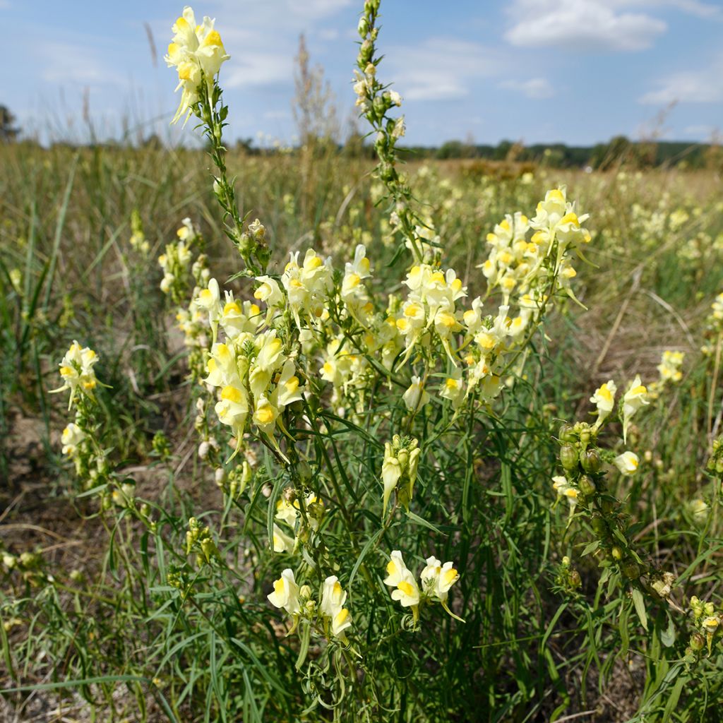 Antirrhinum braun-blanquetii, Muflier