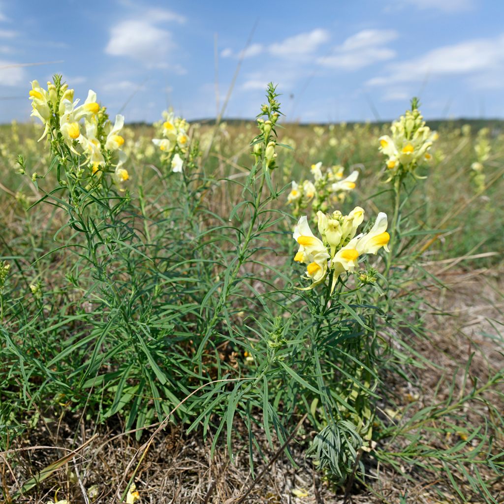 Antirrhinum braun-blanquetii, Muflier