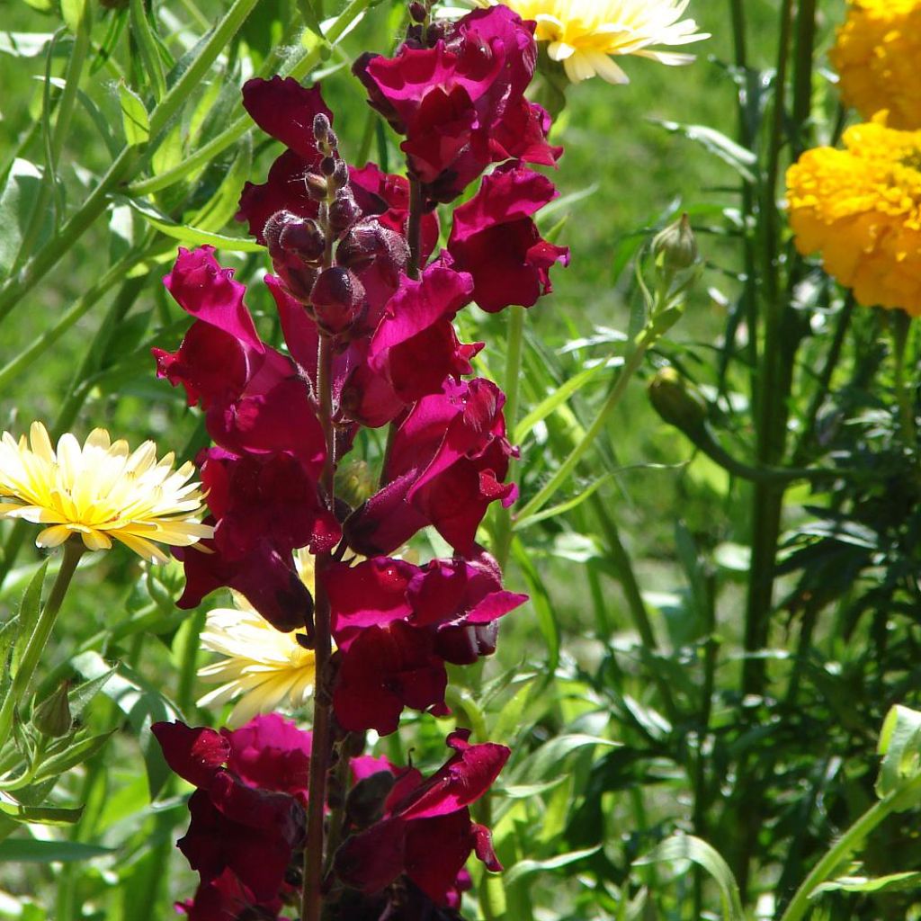 Antirrhinum majus Black Prince, Muflier