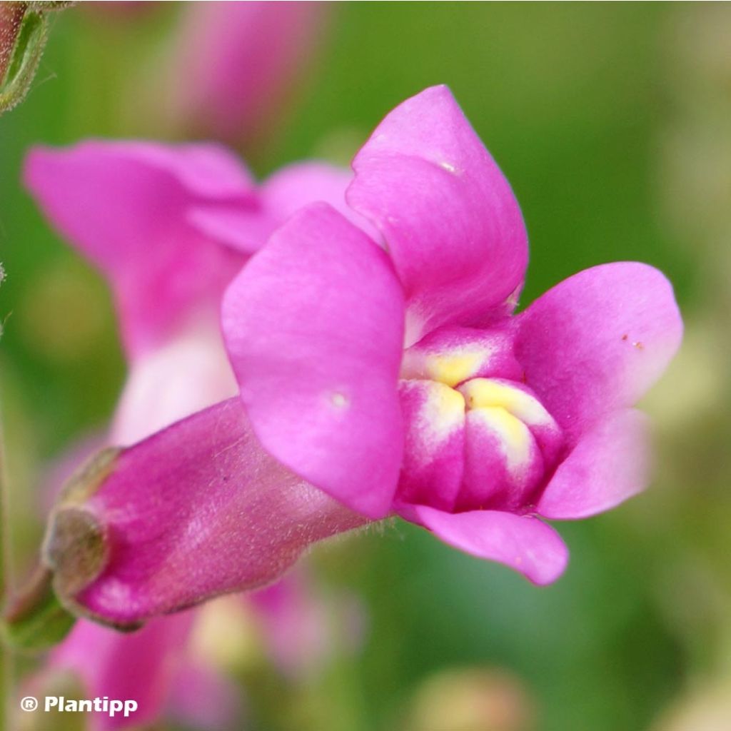 Antirrhinum majus Pretty in Pink® - Muflier.