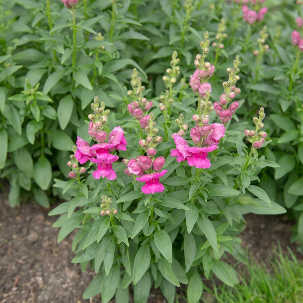 Antirrhinum majus Pretty in Pink - Muflier vivace