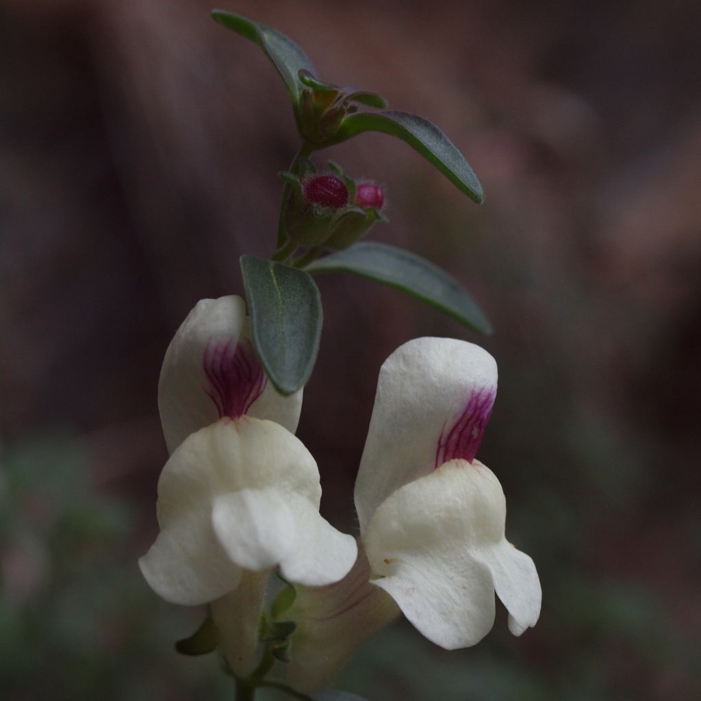 Antirrhinum sempervirens, Muflier