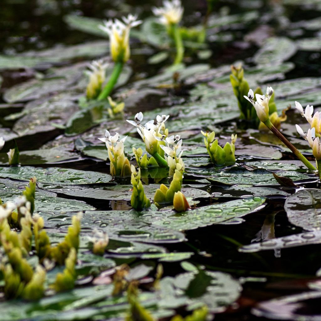 Aponogeton distachyos - Aponogeton odorant