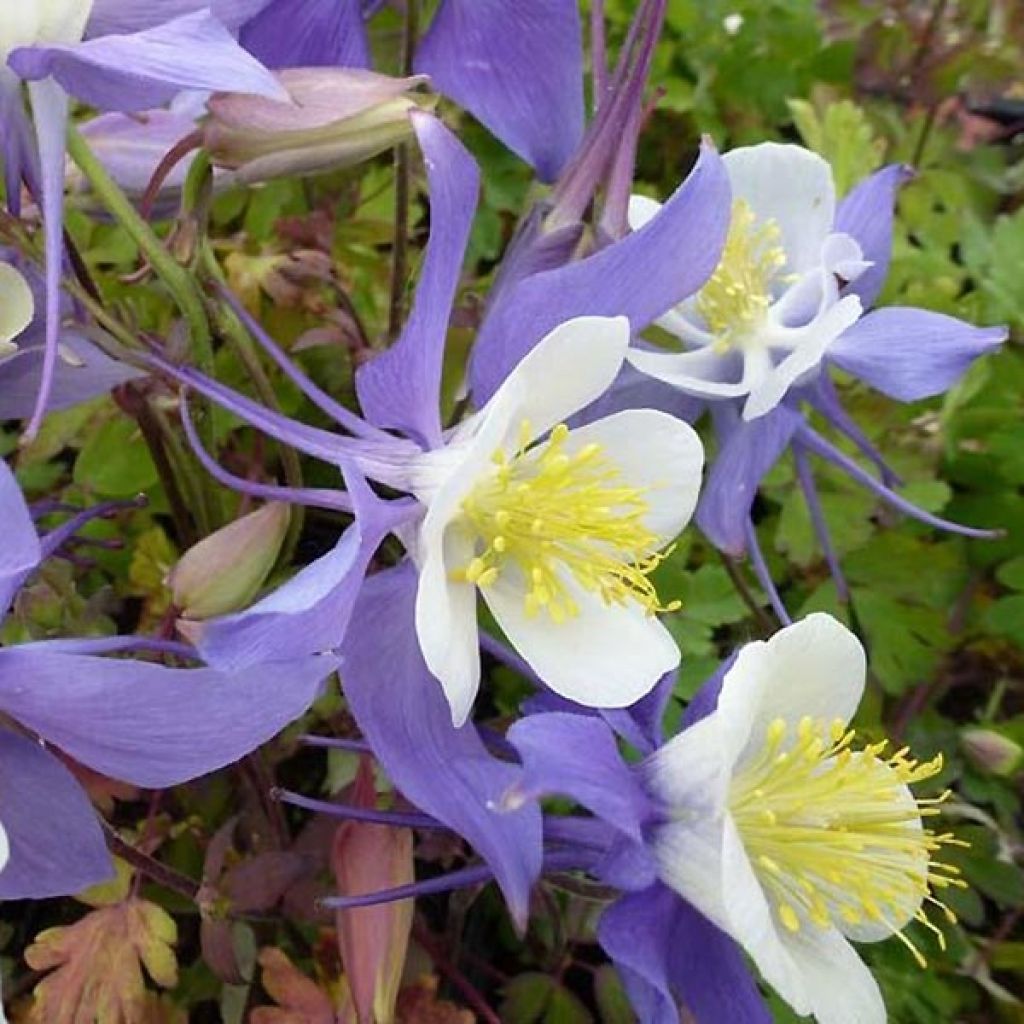 Ancolie Mrs M. Nicholls - Aquilegia (x) hybrida