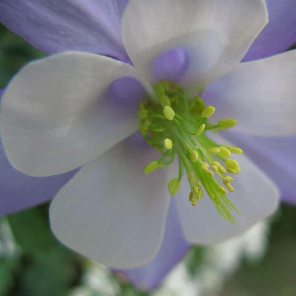 Ancolie, Aquilegia Songbird Series Bunting