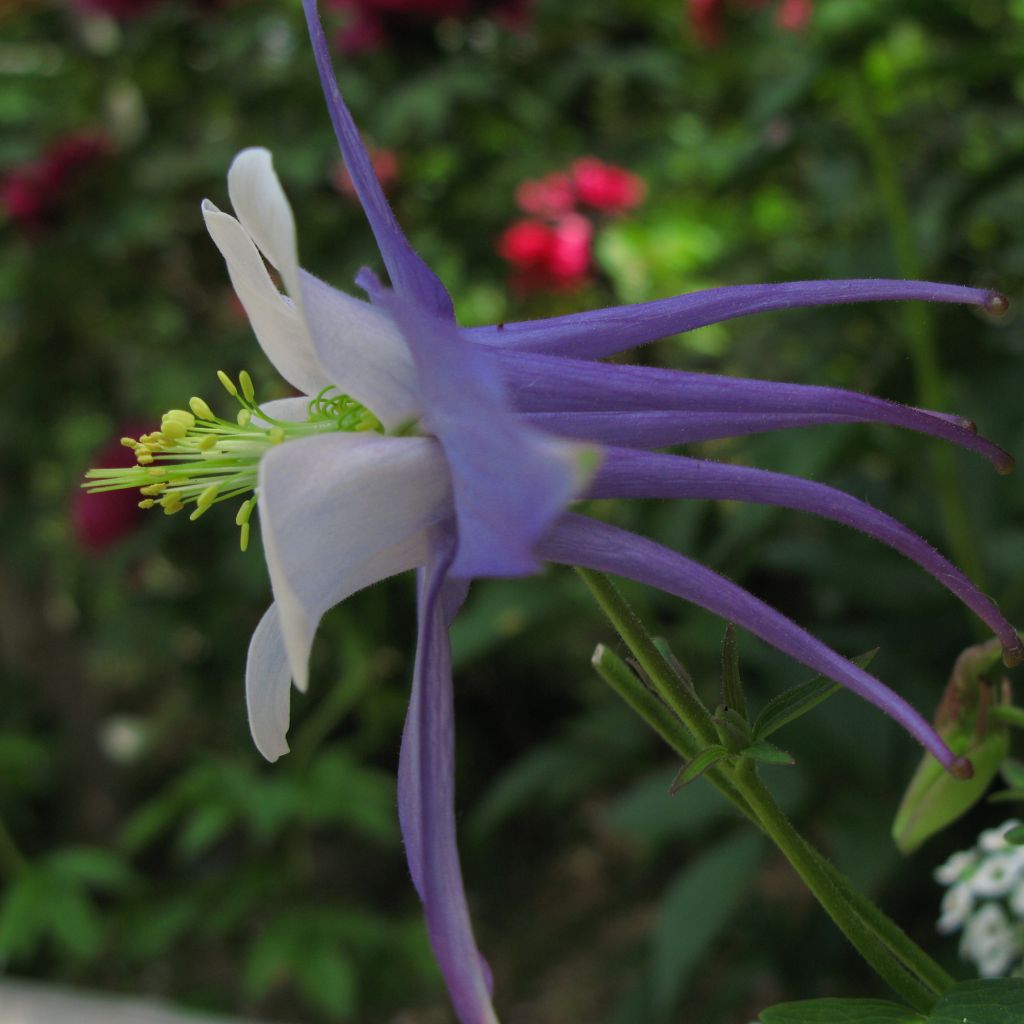 Ancolie, Aquilegia Songbird Series Blue Jay