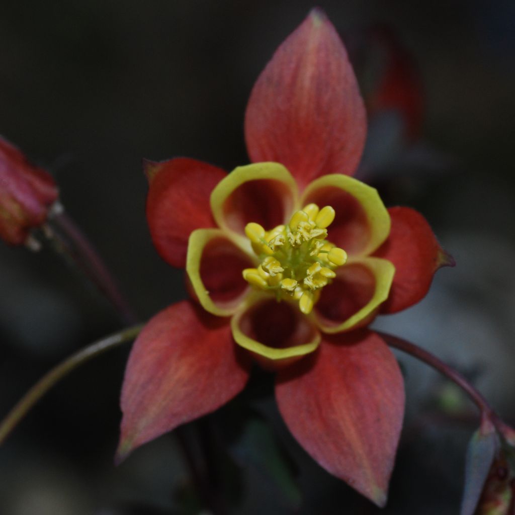 Ancolie du Canada, Aquilegia canadensis