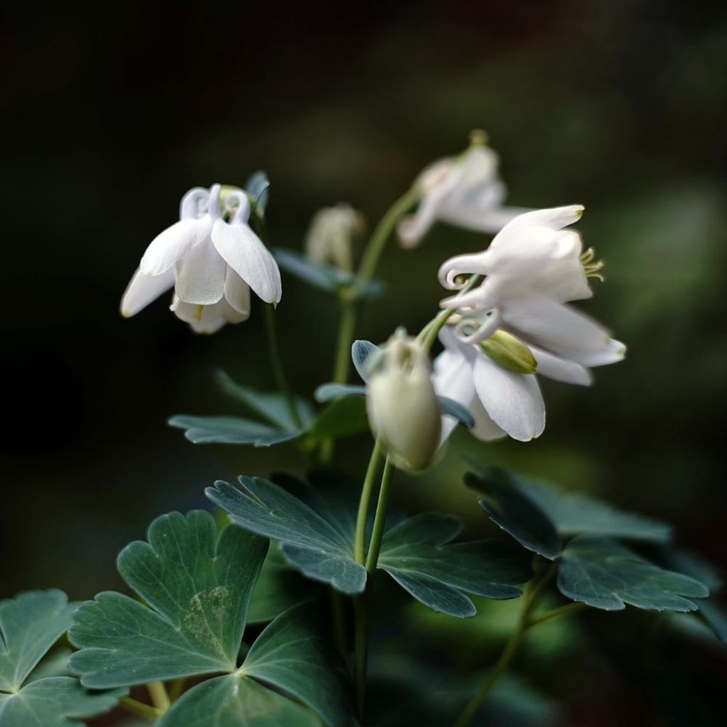 Ancolie naine - Aquilegia flabellata Cameo White