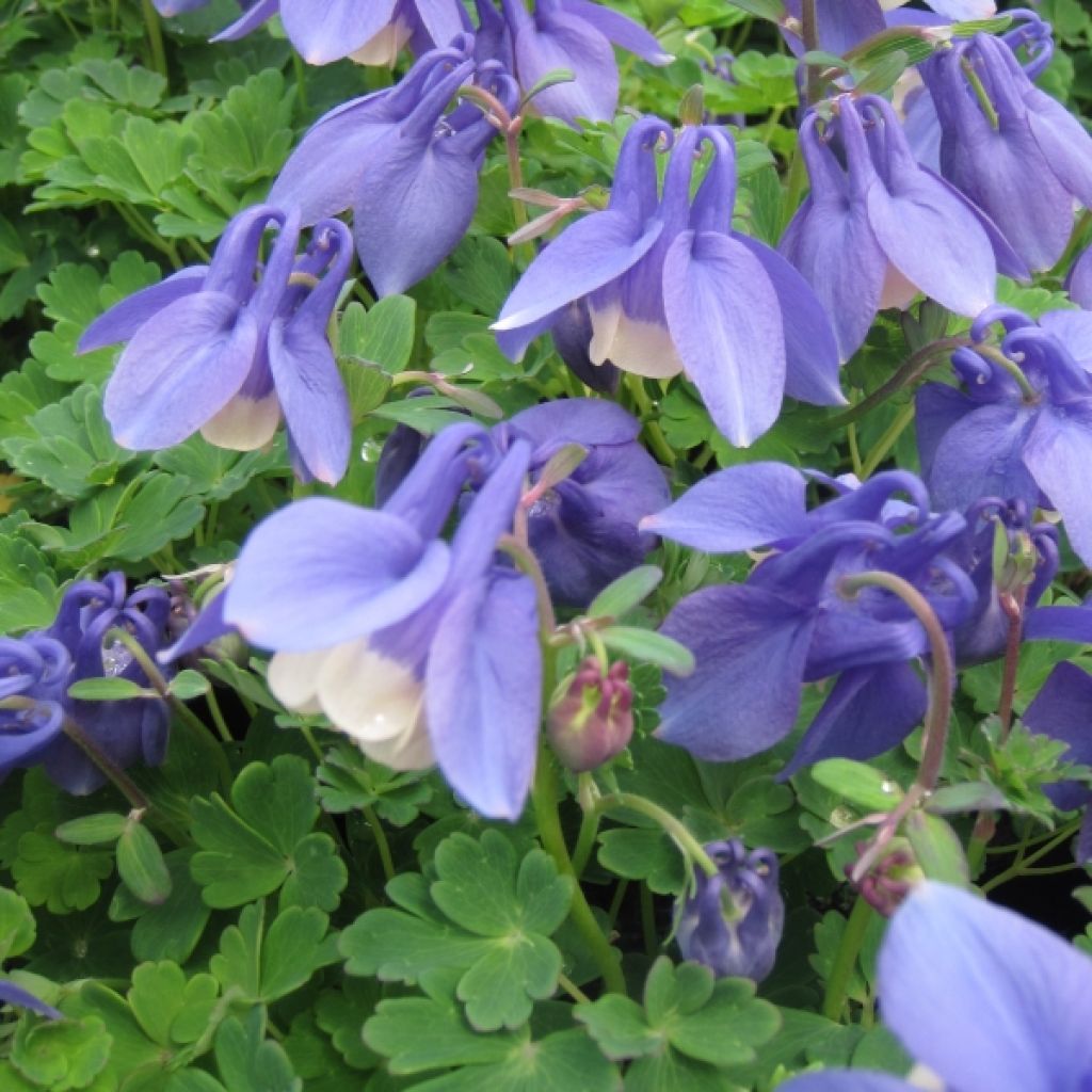 Ancolie naine - Aquilegia flabellata Ministar