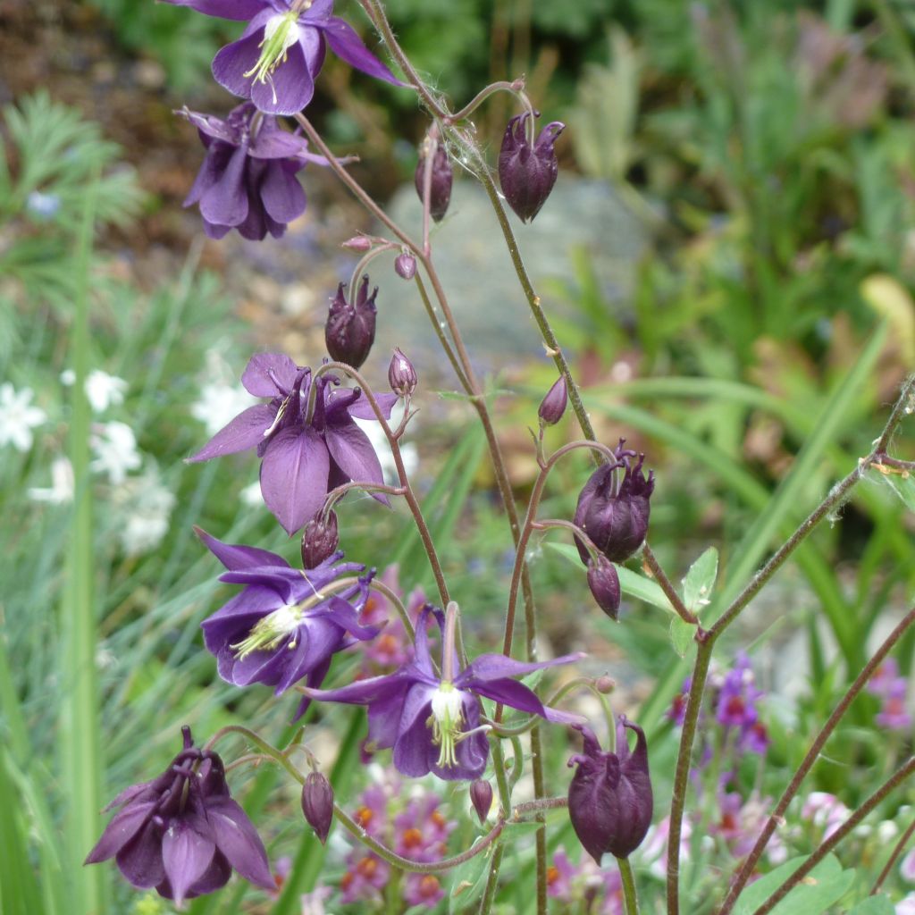 Ancolie, Aquilegia rockii