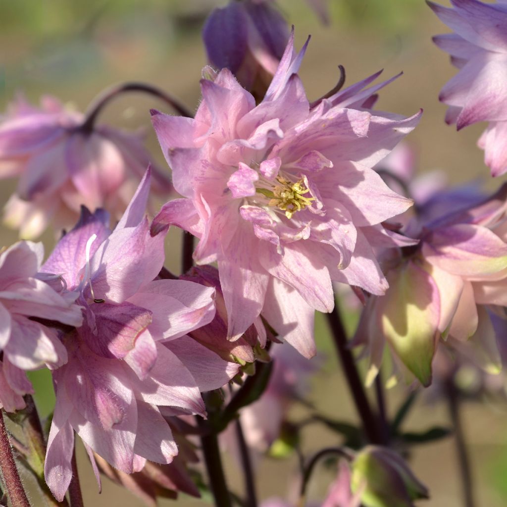 Ancolie hybride Rose Barlow - Aquilegia