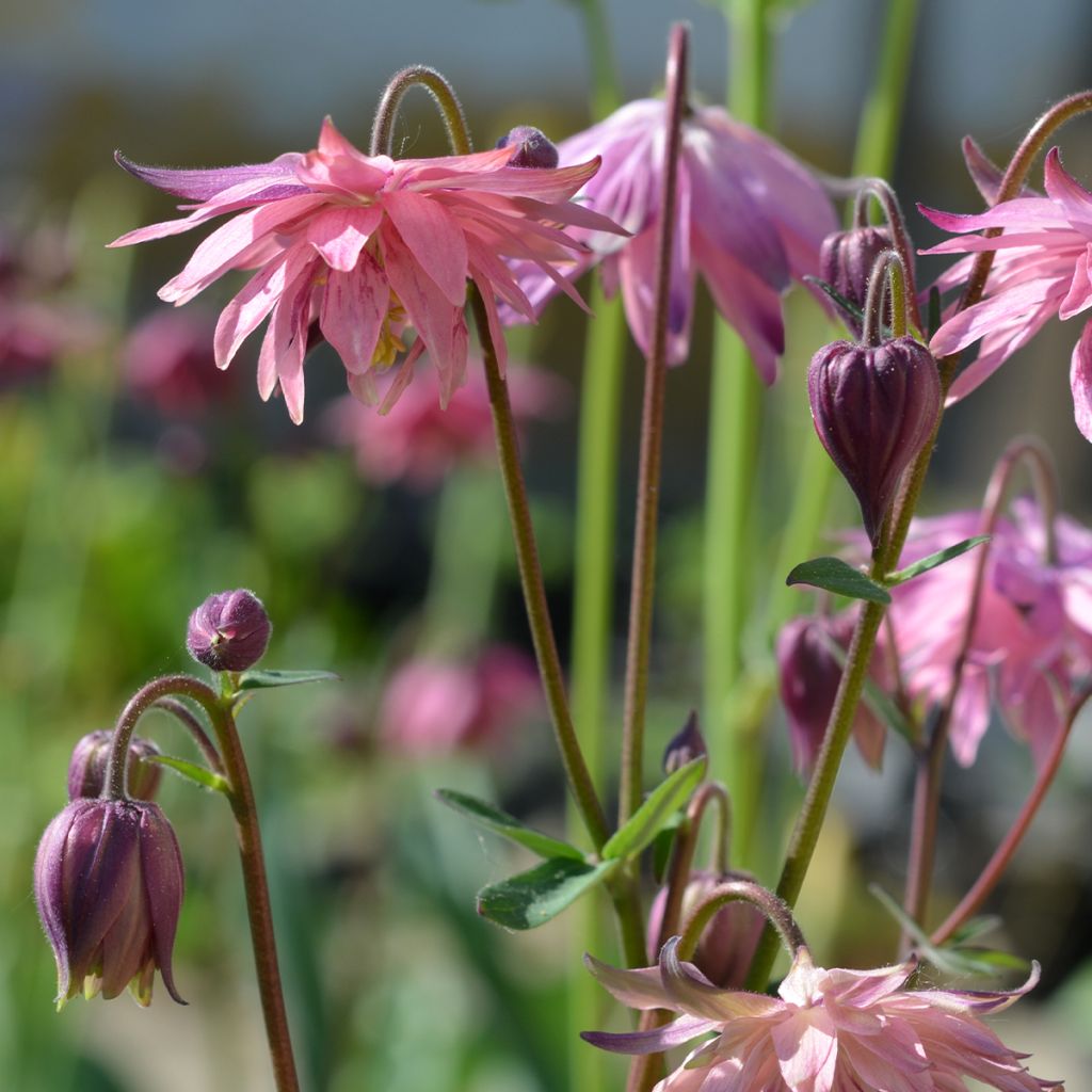 Ancolie hybride Rose Barlow - Aquilegia