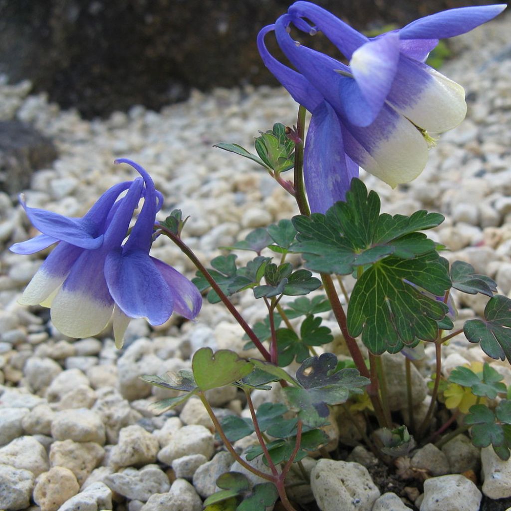 Ancolie, Aquilegia sibirica