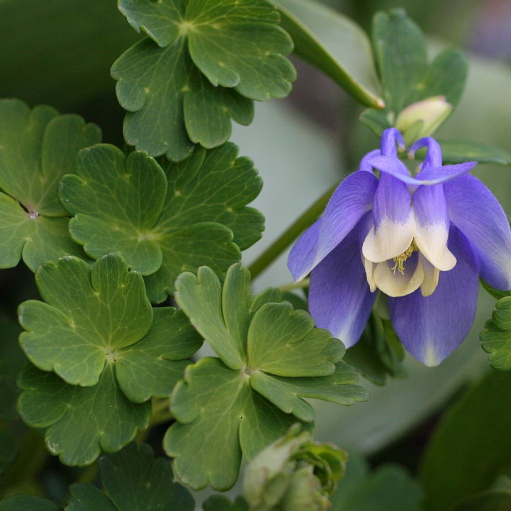 Ancolie, Aquilegia sibirica