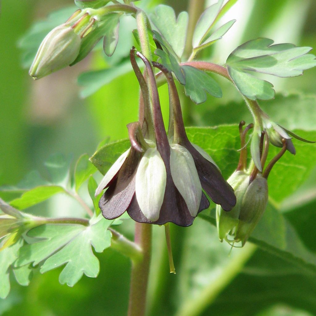 Ancolie, Aquilegia viridiflora