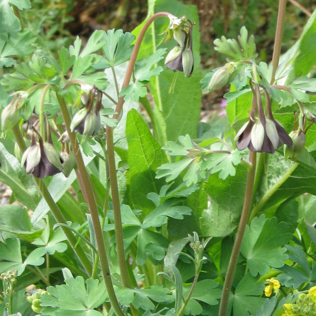 Ancolie, Aquilegia viridiflora