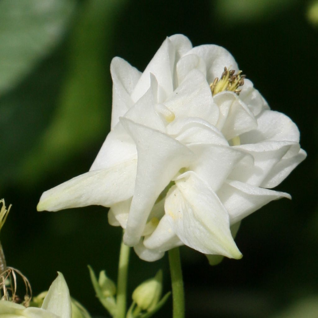 Ancolie Winky White and White - Aquilegia vulgaris