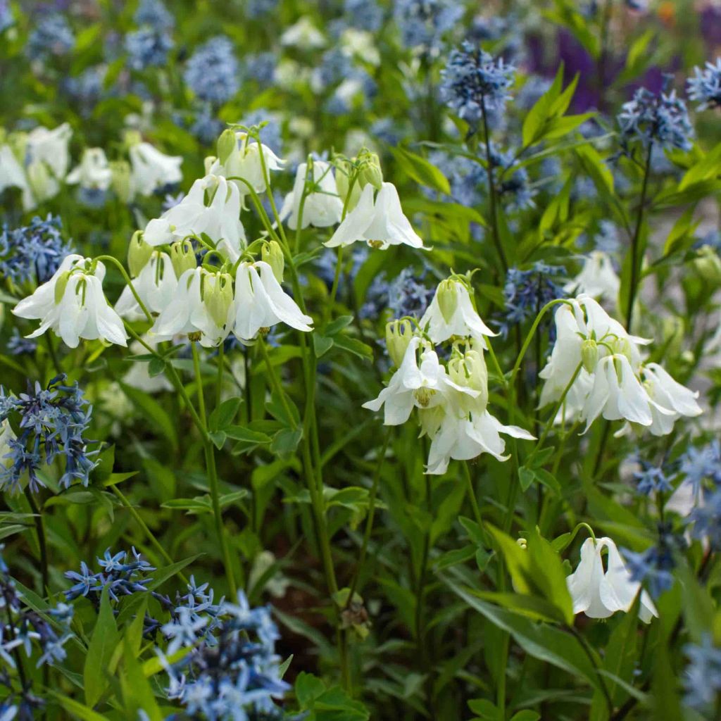 Aquilegia vulgaris Munstead White - Ancolie blanche 