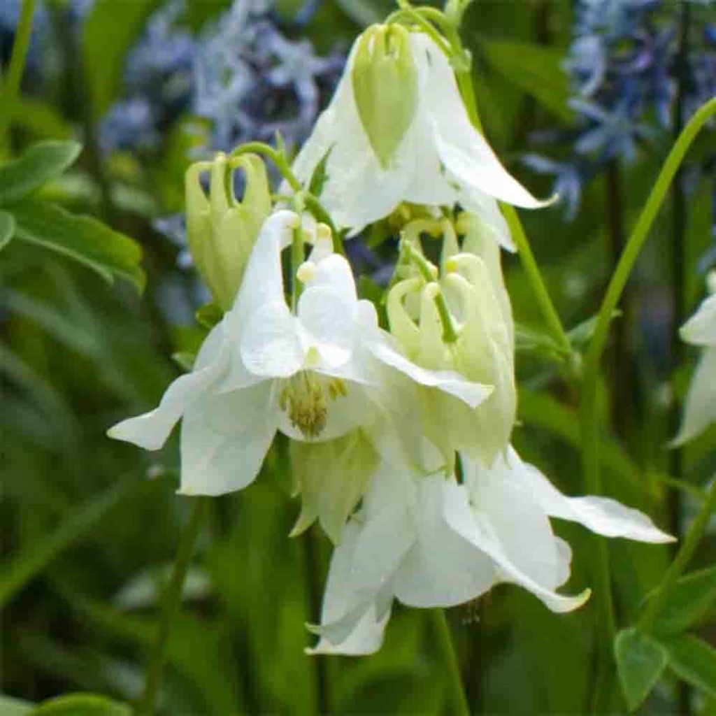 Aquilegia vulgaris Munstead White - Ancolie blanche 