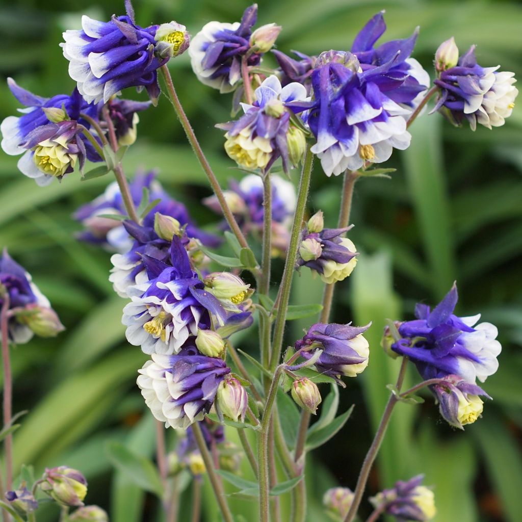 Ancolie, Aquilegia vulgaris Winkey Blue White