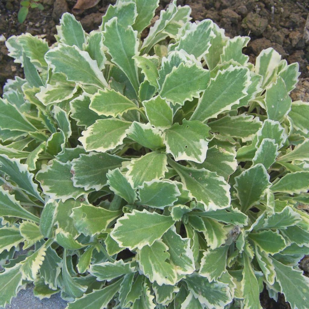 Arabis alpina ssp. caucasica Variegata