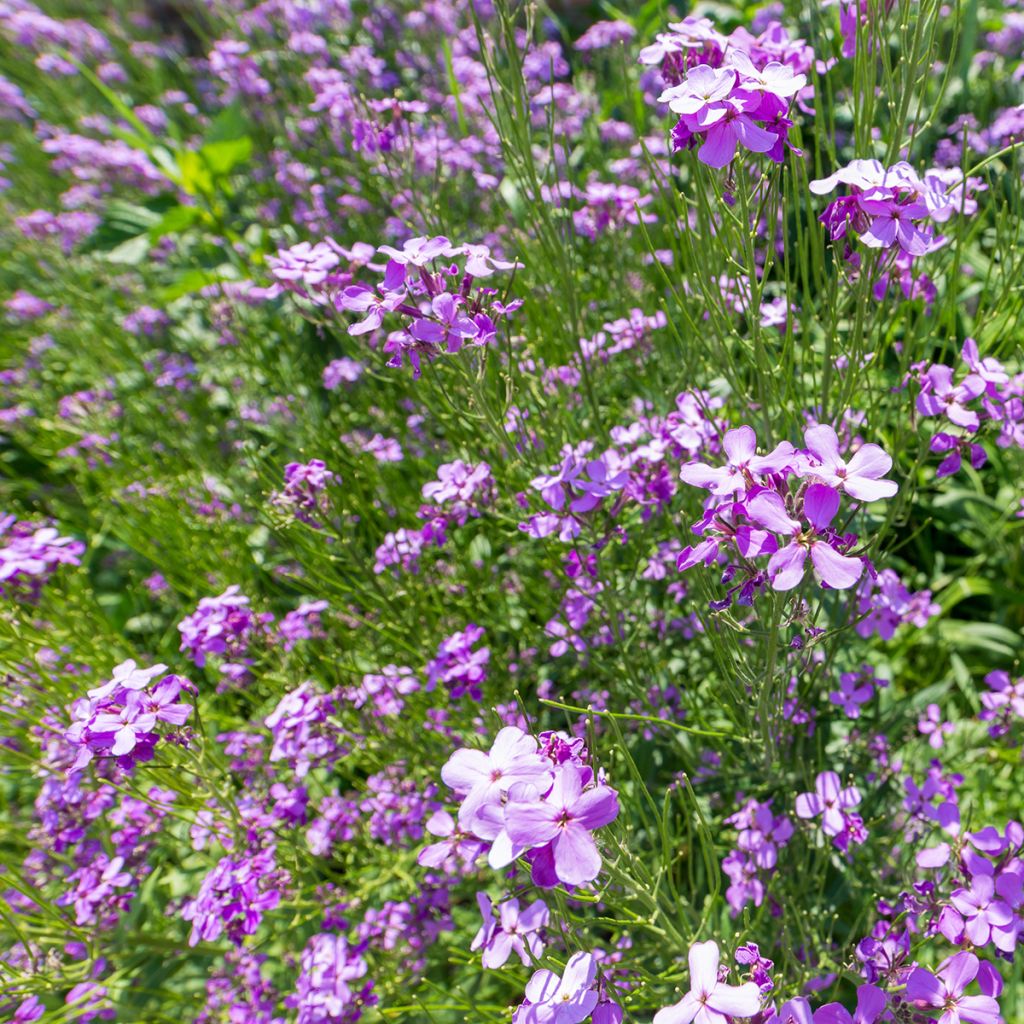 Arabis blepharophylla