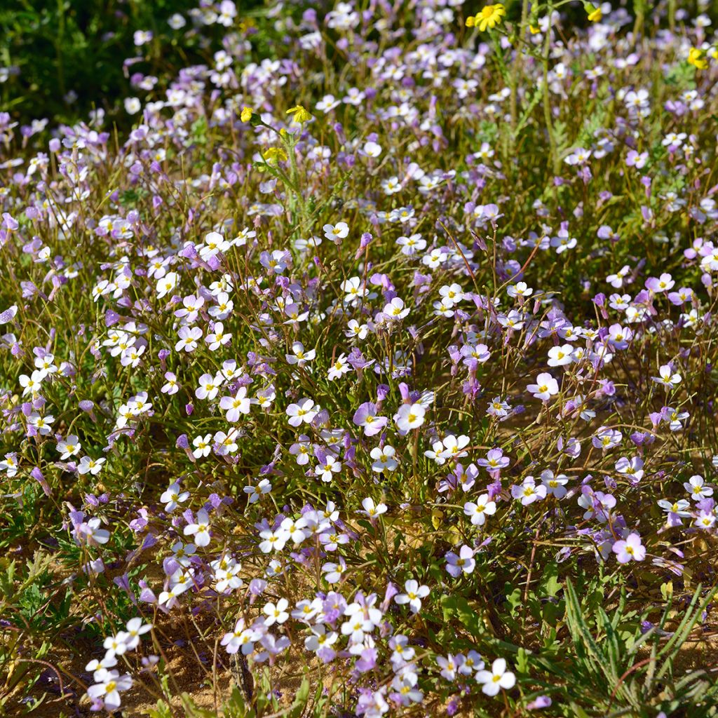 Arabis caucasia Rosea - Arabette du Caucase