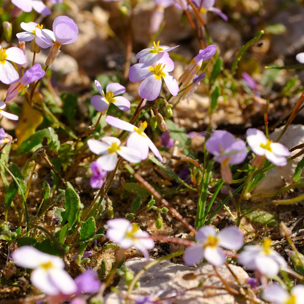 Arabis caucasia Rosea - Arabette du Caucase