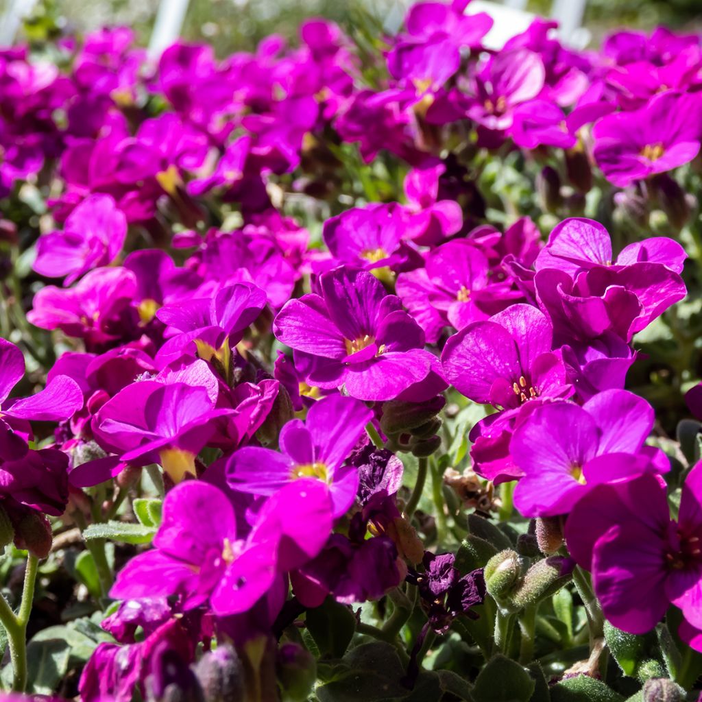 Arabis caucasica Aubris Deep Rose - Arabette du Caucase