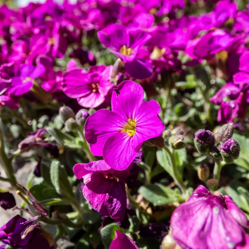 Arabis caucasica Aubris Deep Rose - Arabette du Caucase