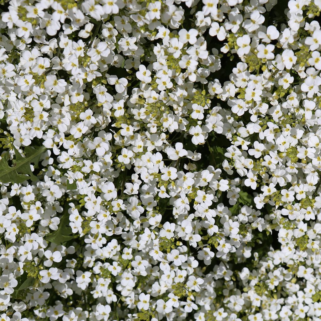 Arabis caucasica Snowcap (Schneehaube)