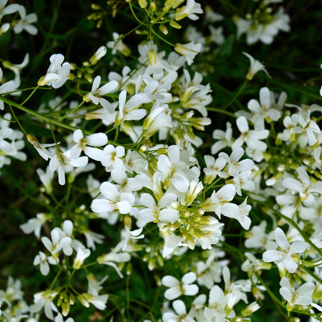 Arabis caucasica Snowcap (Schneehaube)