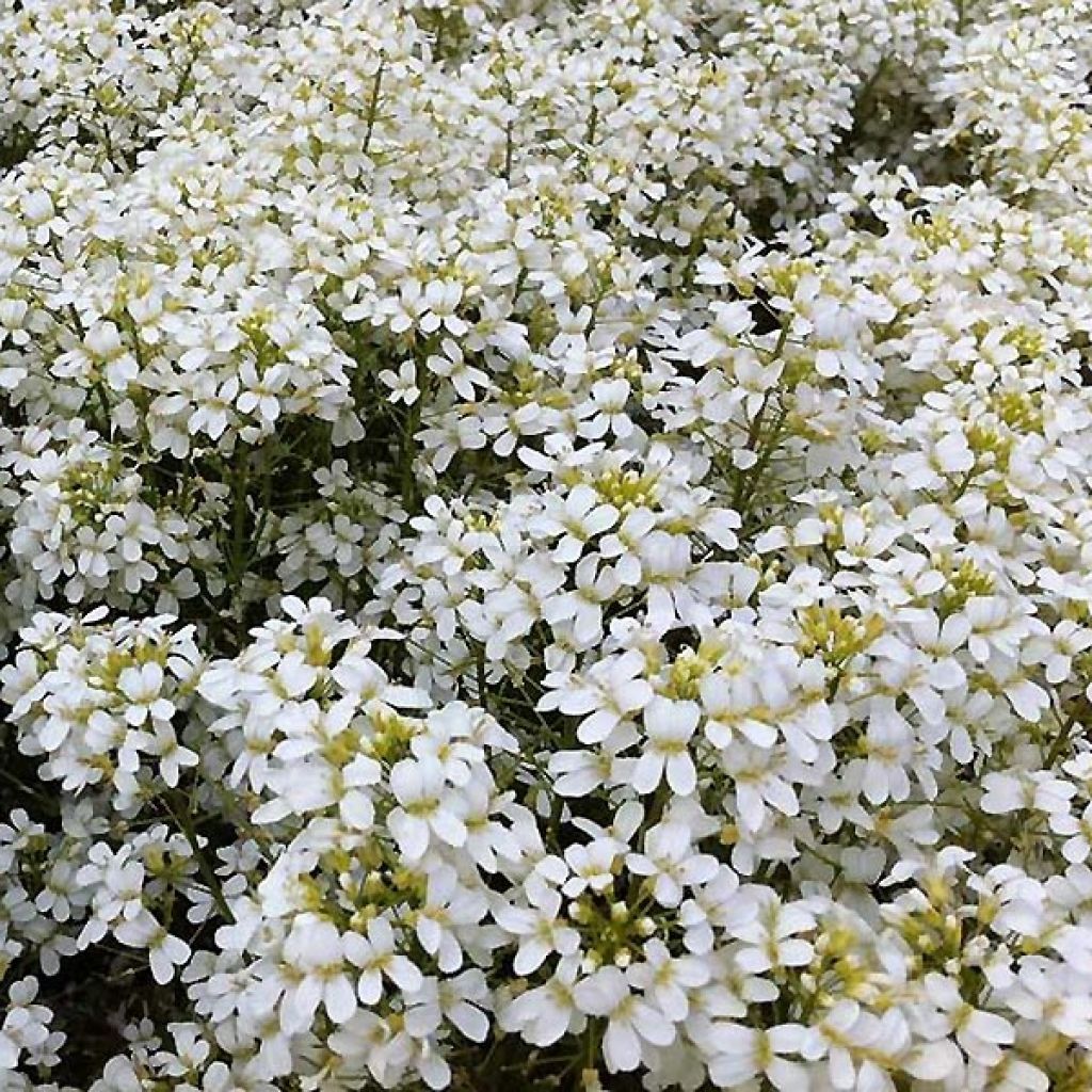 Arabis procurrens Neuschnee - Corbeille d'argent