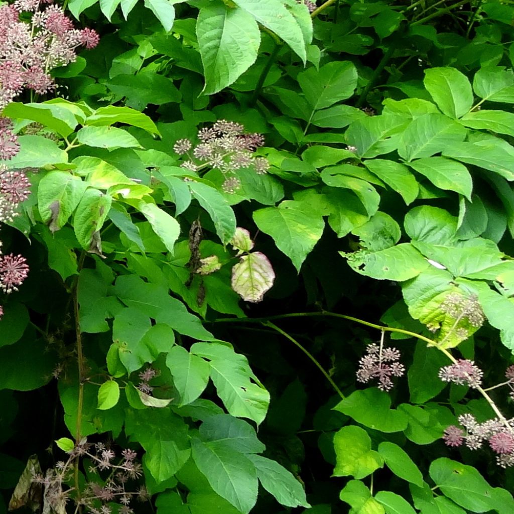 Aralia californica