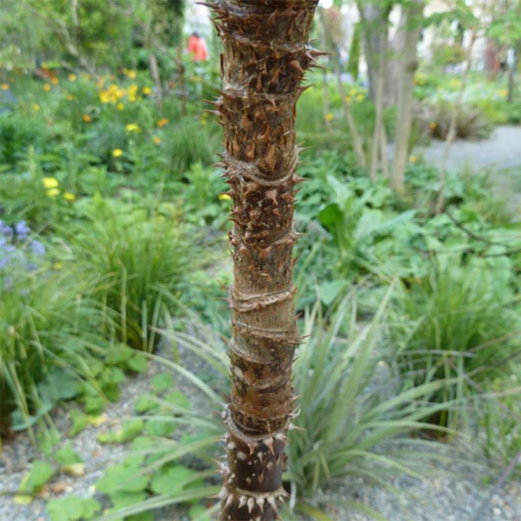 Aralia spinosa - Angélique épineuse.