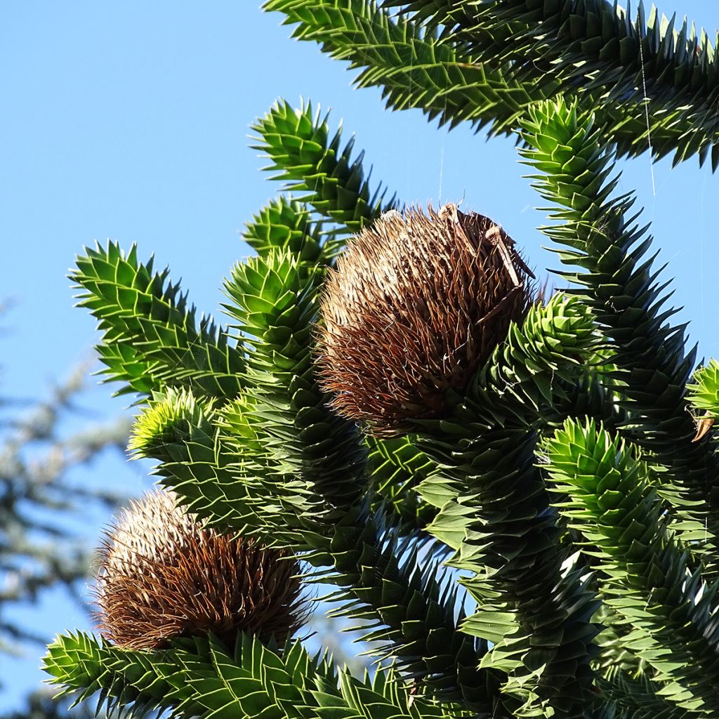 Araucaria araucana (imbricata) - Désespoir des singes