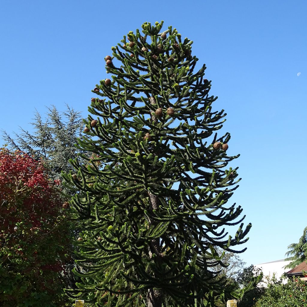 Araucaria araucana (imbricata) - Désespoir des singes