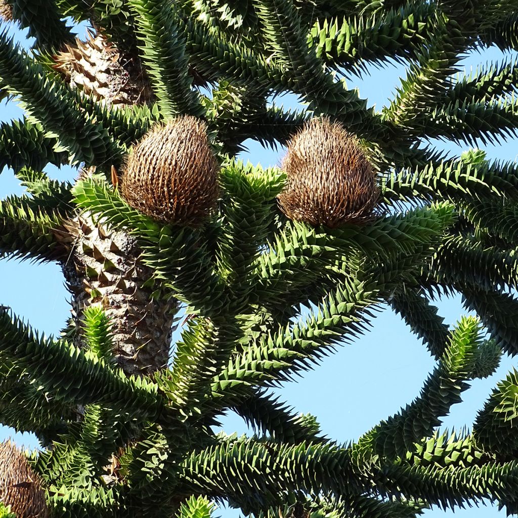 Araucaria araucana (imbricata) - Désespoir des singes