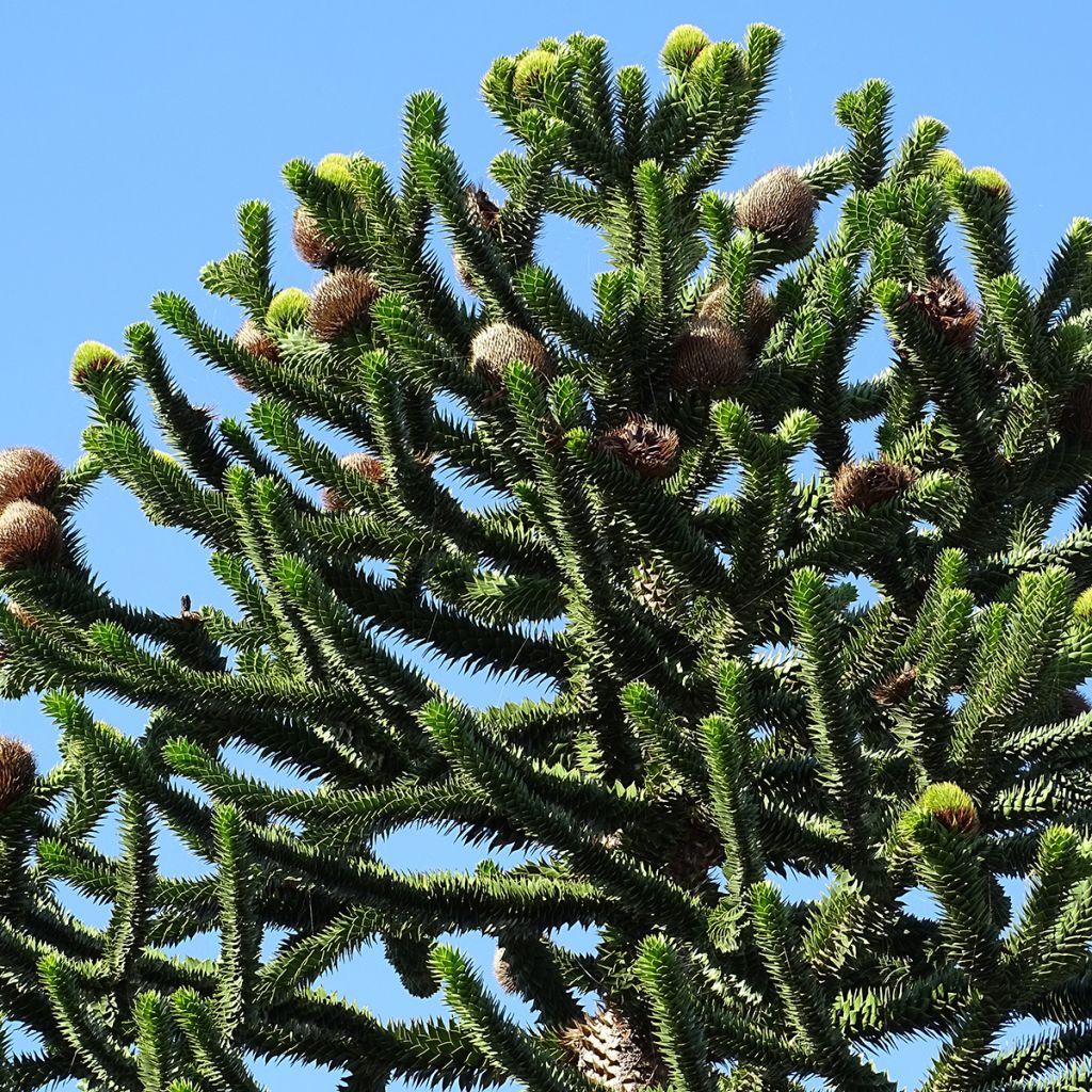 Araucaria araucana (imbricata) - Désespoir des singes